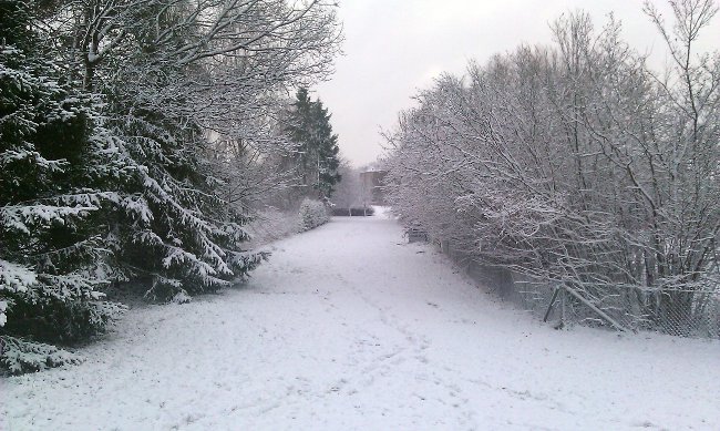 Snow covered trees in Sweden